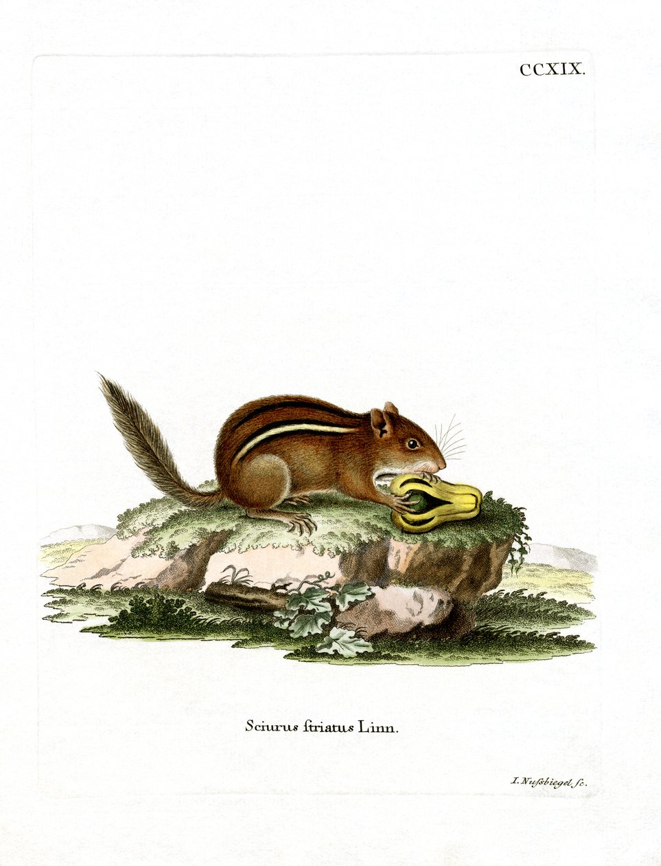 Eastern American Chipmunk (färgad gravyr) av German School
