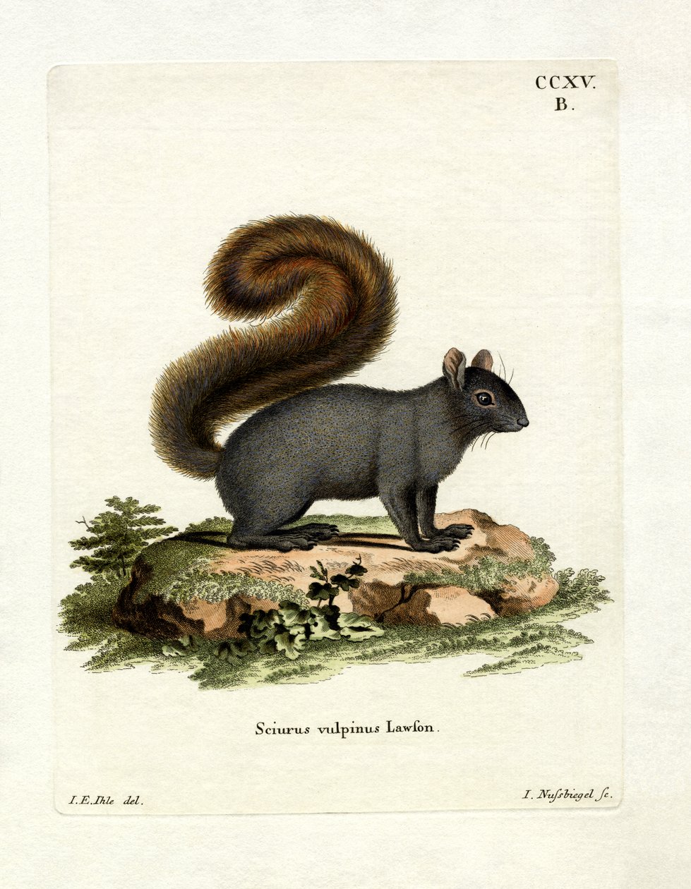 Eastern Fox Squirrel (färgad gravyr) av German School
