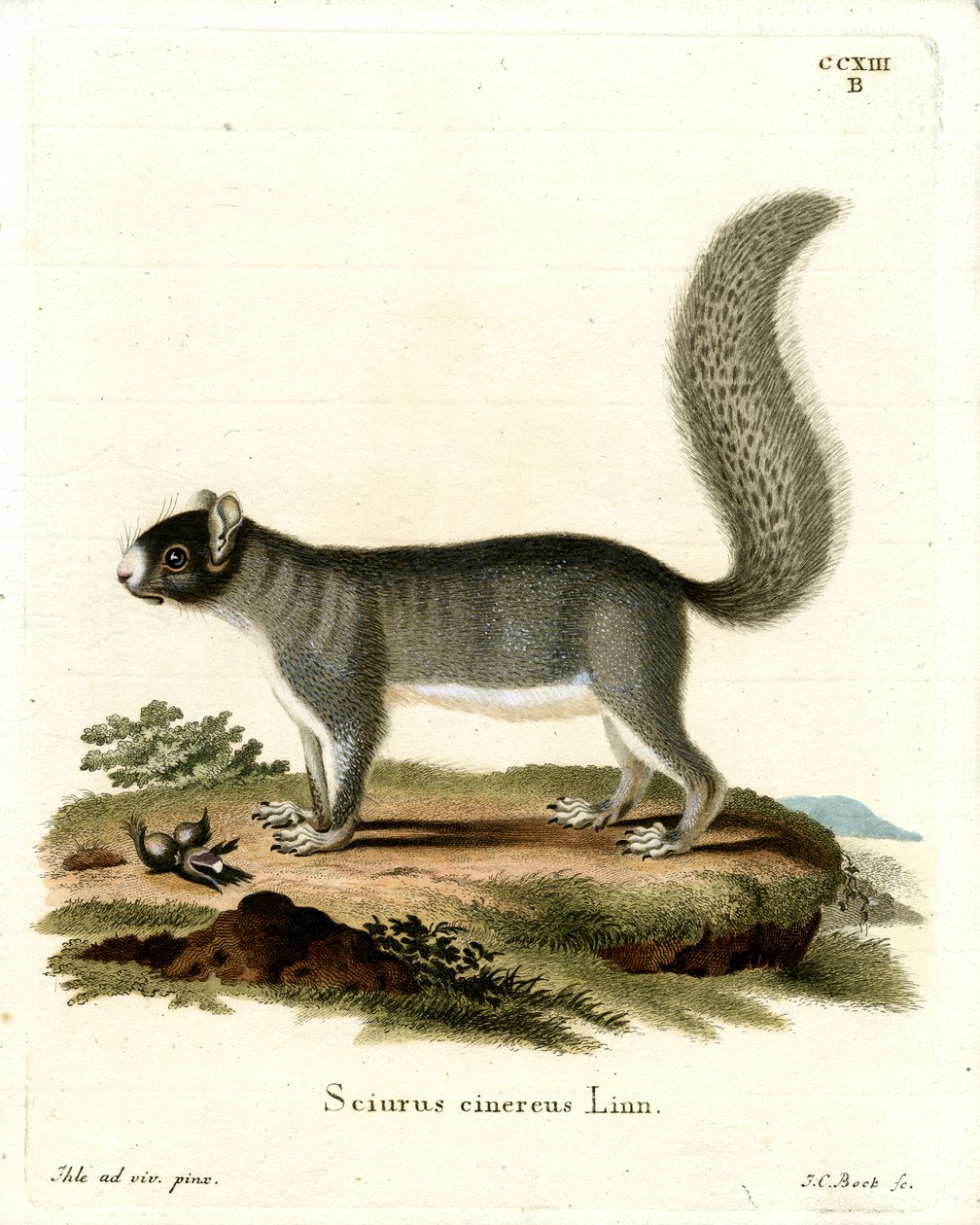 Eastern Grey Squirrel (färgad gravyr) av German School