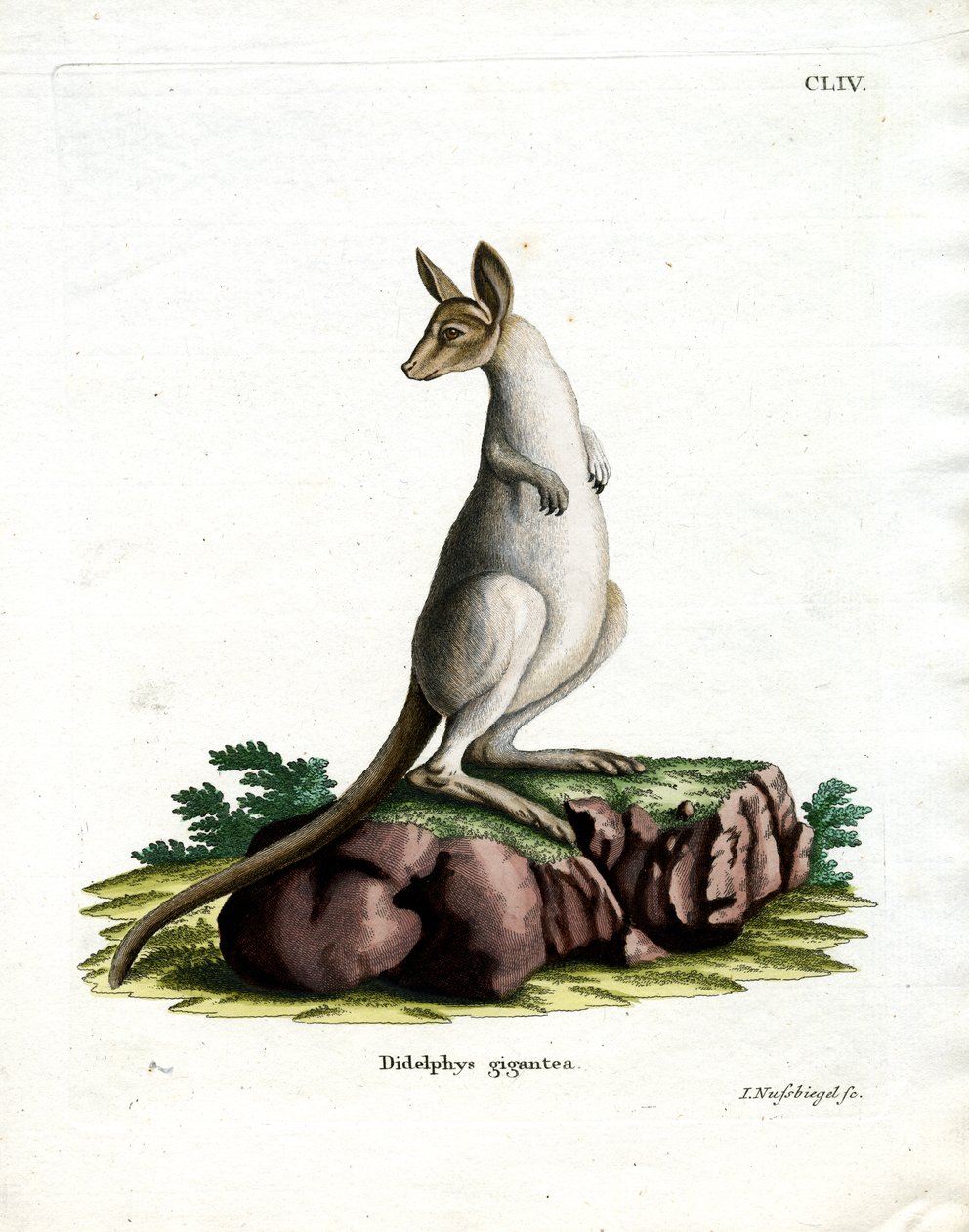 Eastern Grey Kangaroo (färgad gravyr) av German School