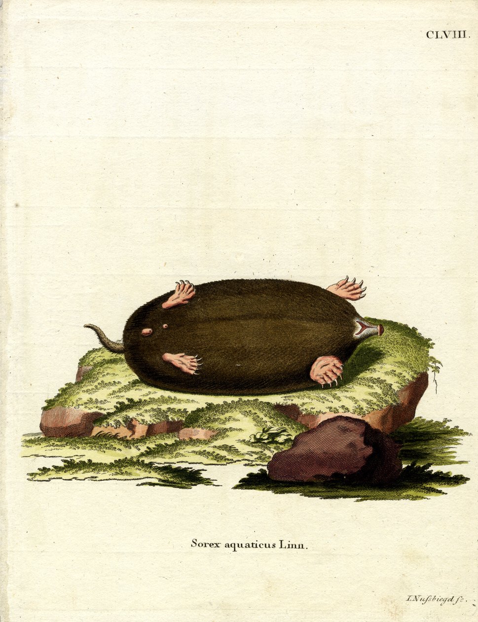 Eastern Mole (färgad gravyr) av German School