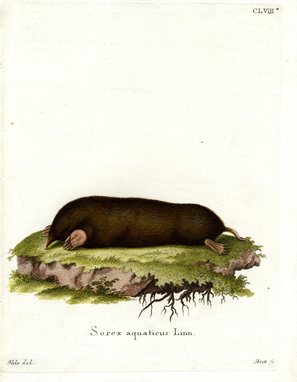 Eastern Mole (färgad gravyr) av German School