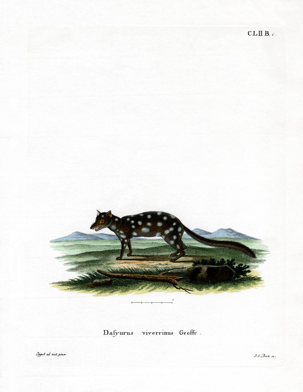 Eastern Quoll (färgad gravyr) av German School