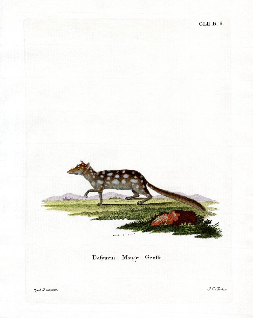 Eastern Quoll (färgad gravyr) av German School