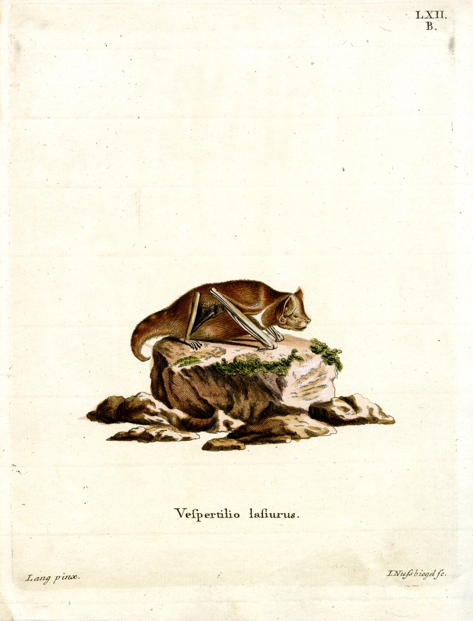 Eastern Red Bat (färgad gravyr) av German School