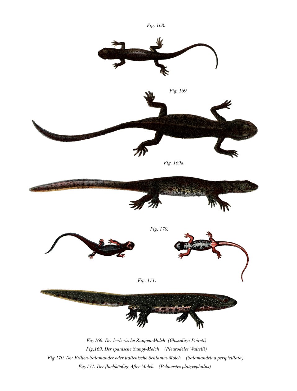Edough Peninsula Ribbed Newt (färg litho) av German School