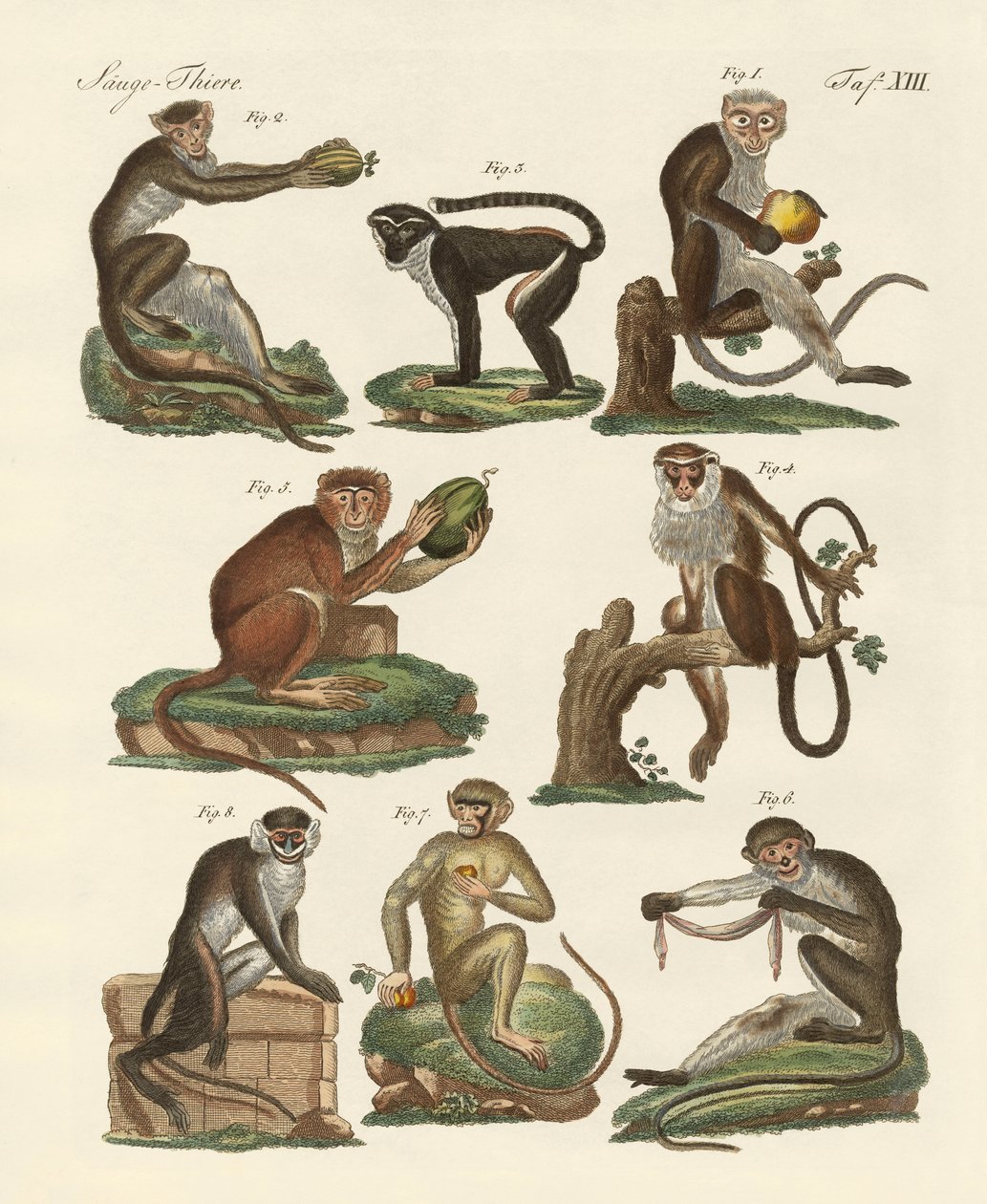 Åtta sorters guenon av German School