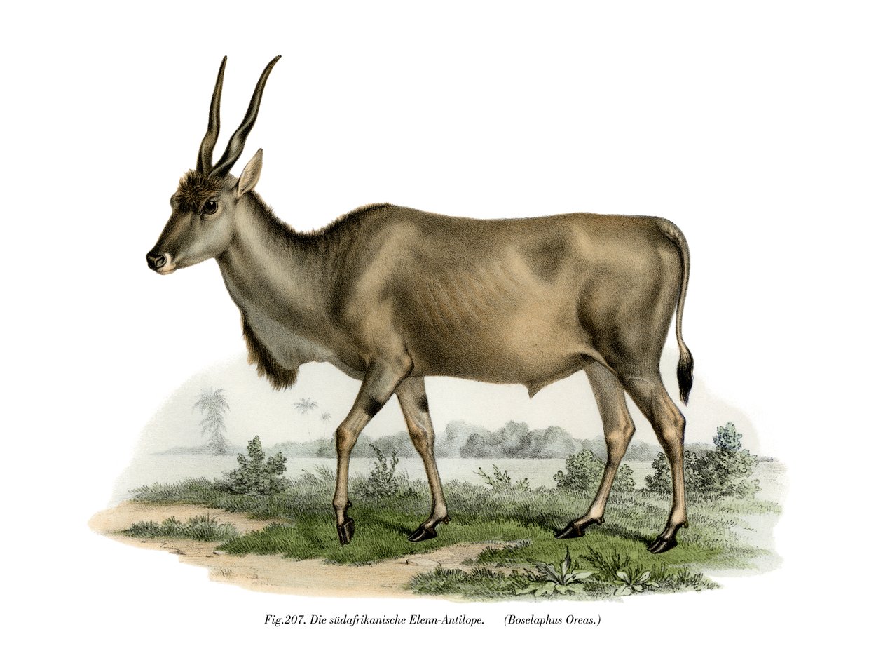Eland, 1860 av German School