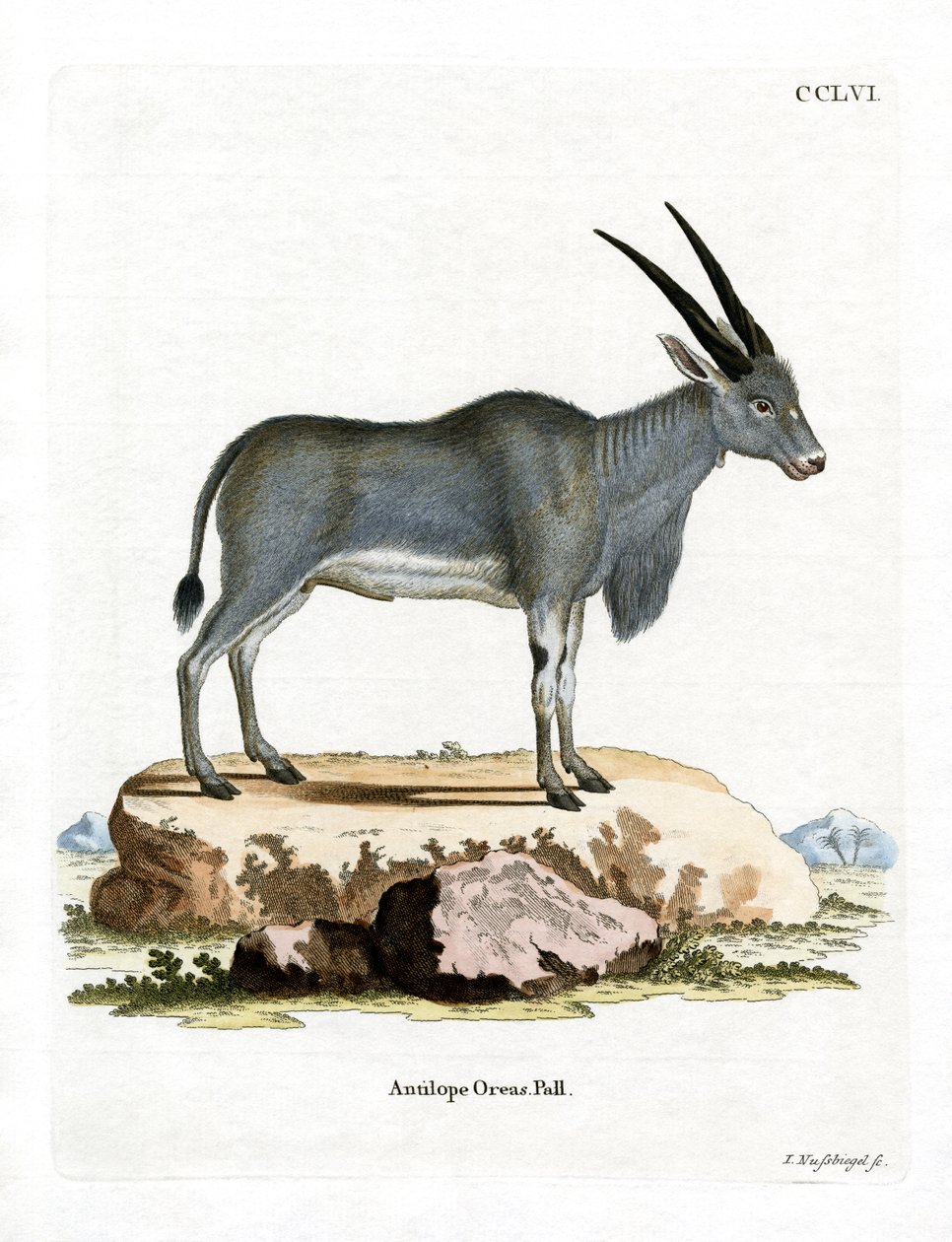 Eland Antilope (färgad gravyr) av German School