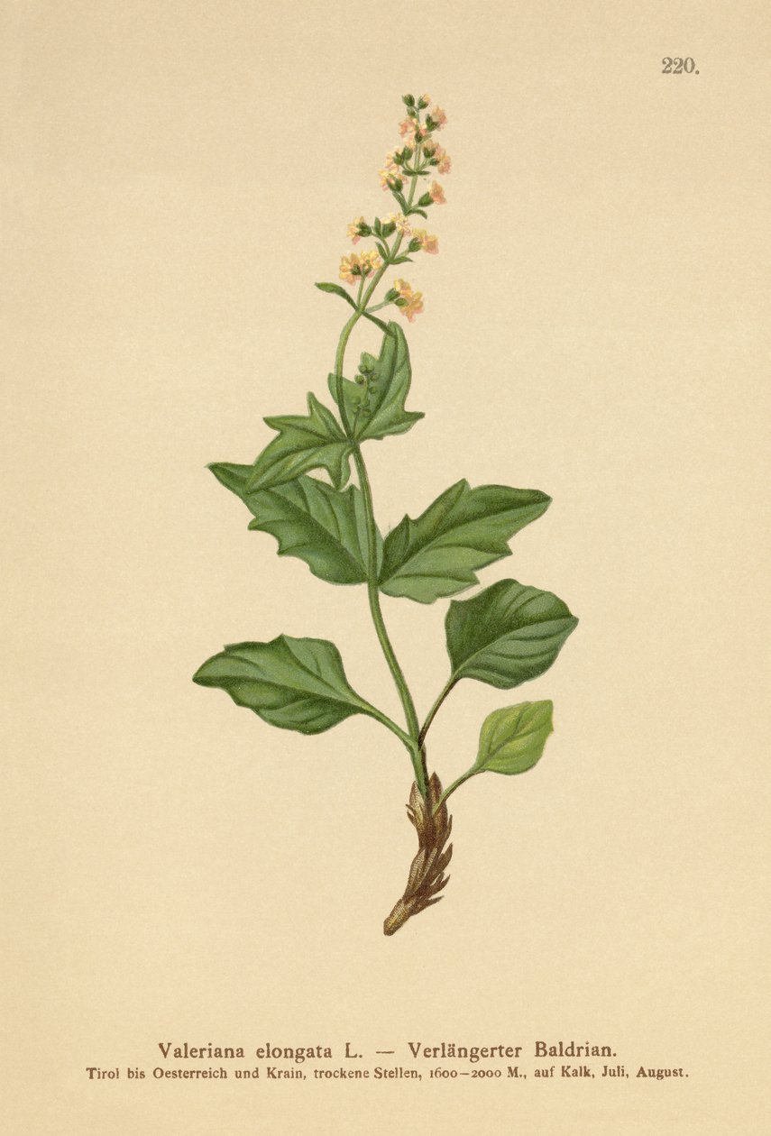 Långsträckt Valeriana av German School