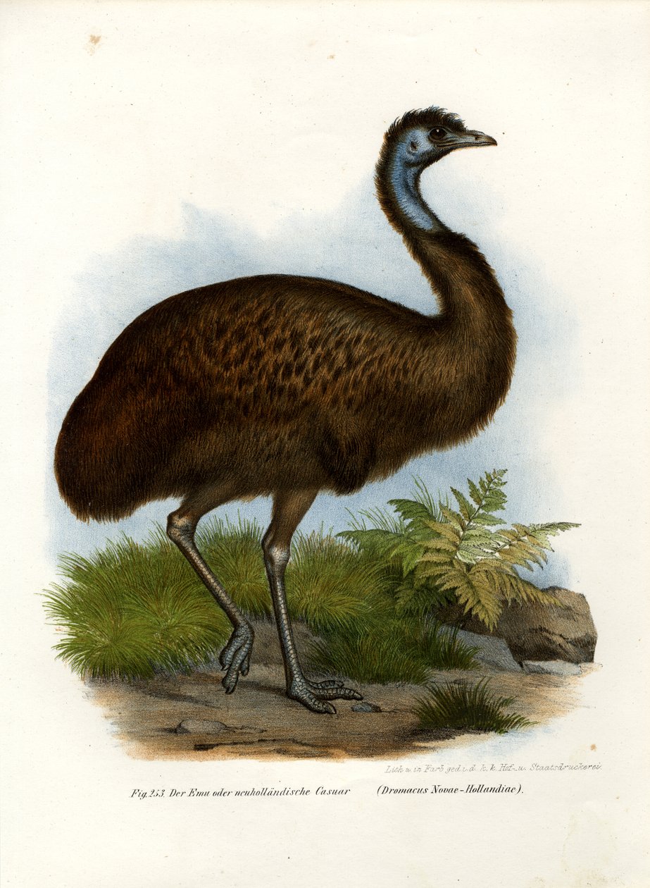 Emu, 1864 av German School