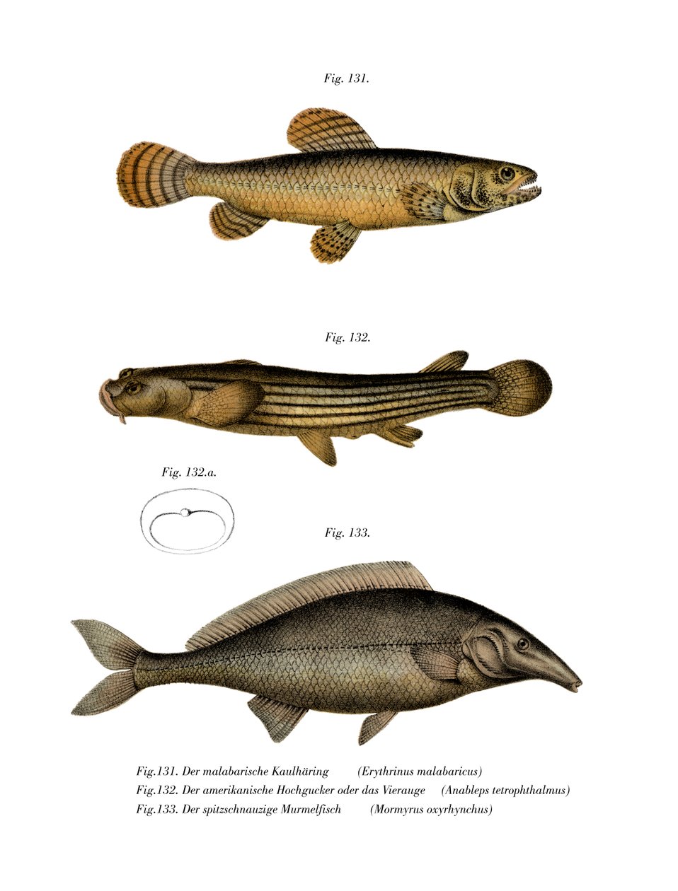 Erythrin of Malabar (färg litho) av German School