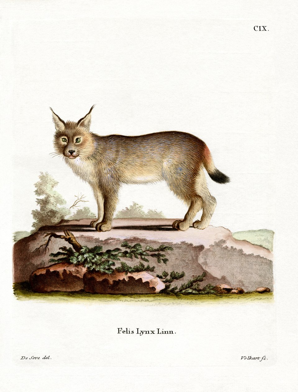 Eurasian Lynx (färgad gravyr) av German School