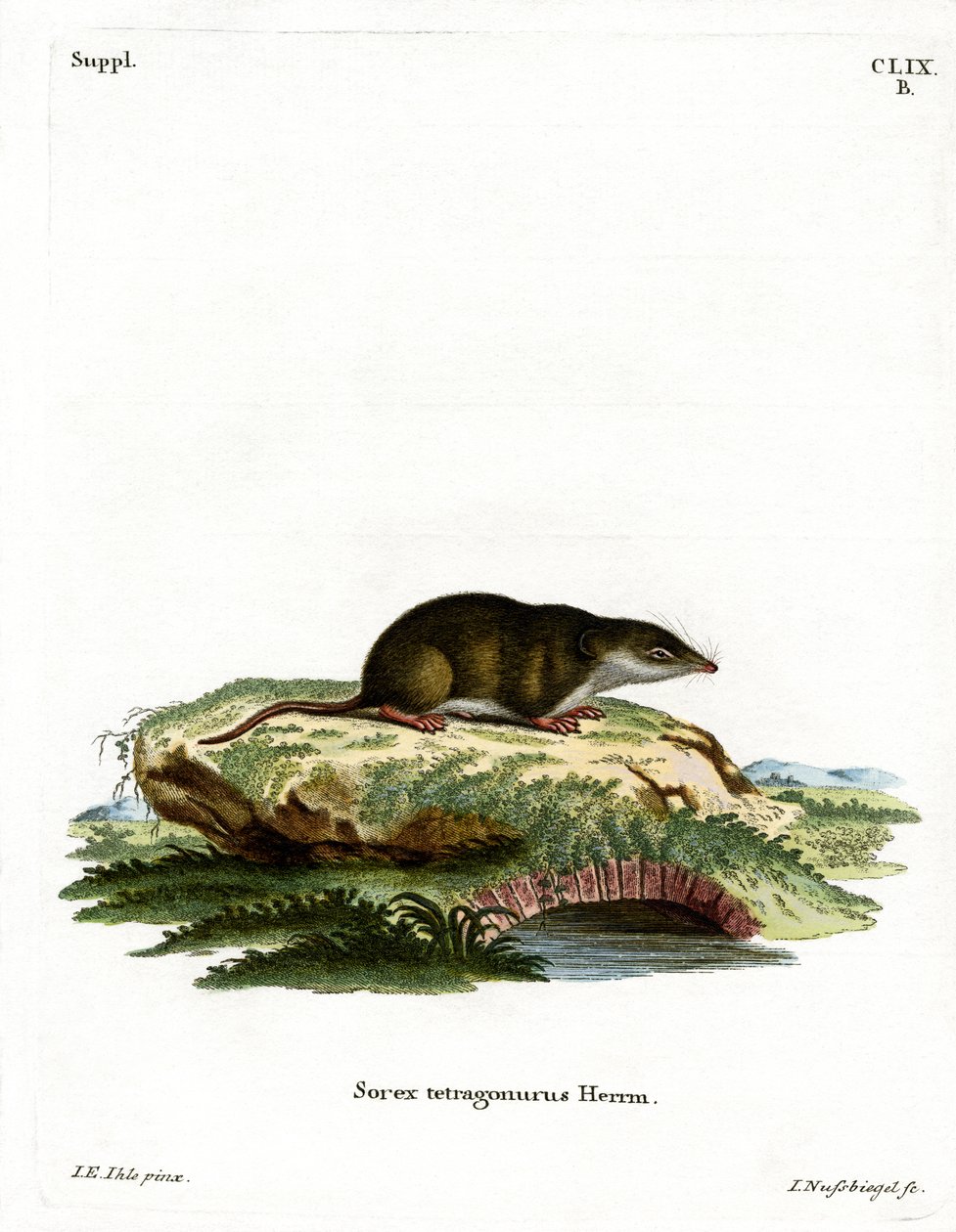 Eurasian Shrew (färgad gravyr) av German School