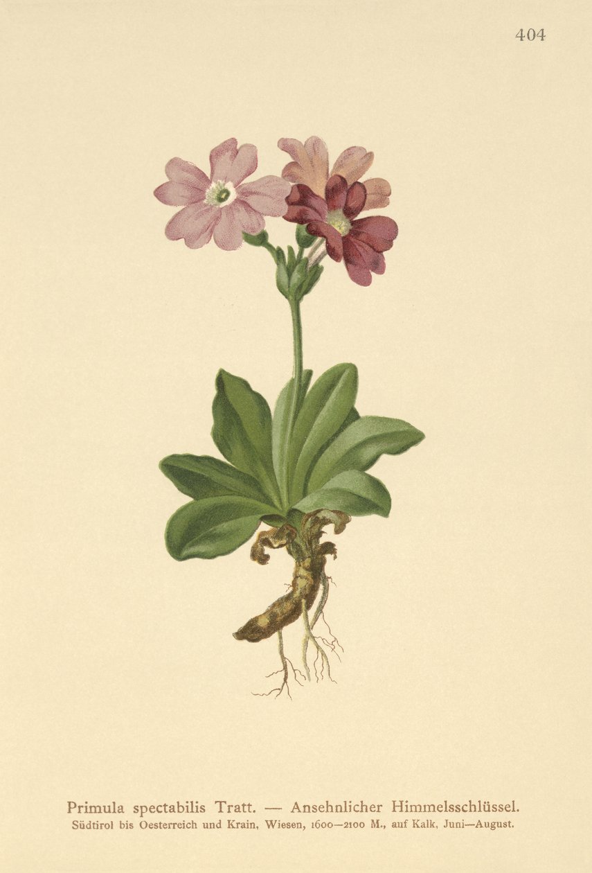Europeisk alpprimula (Primula spectabilis, Auriculastrum primula) av German School