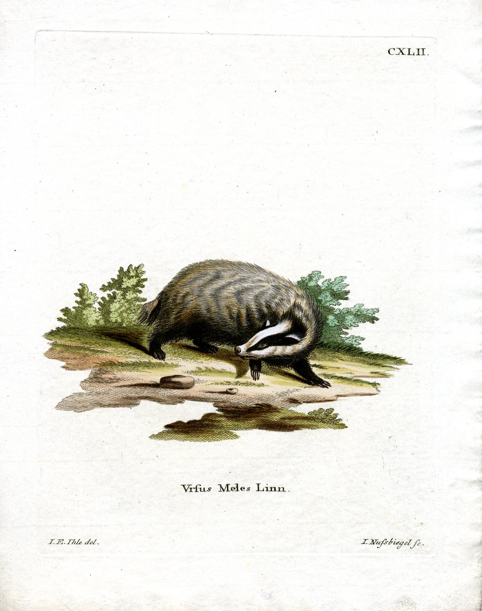 European Badger (färgad gravyr) av German School