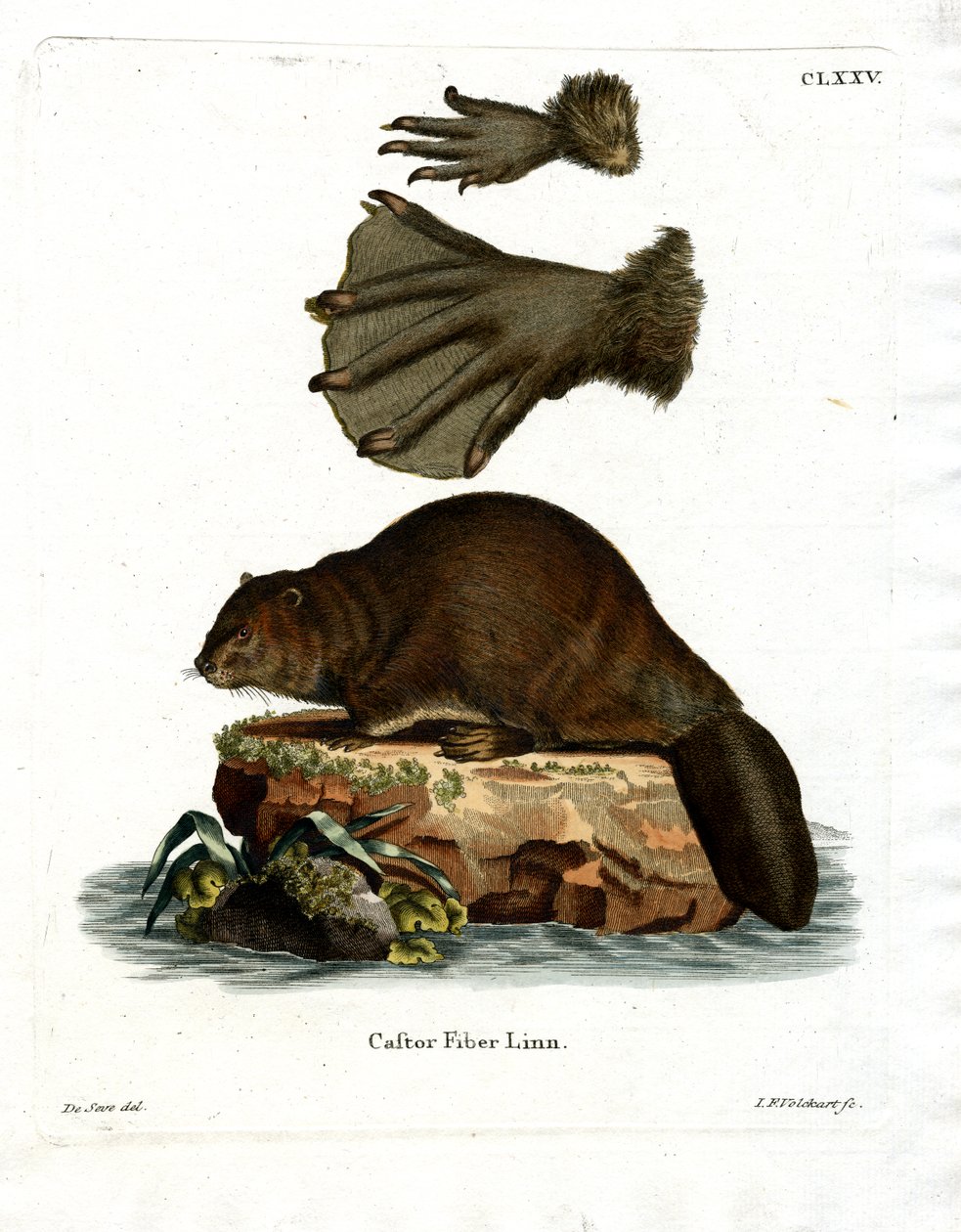 European Beaver (färgad gravyr) av German School