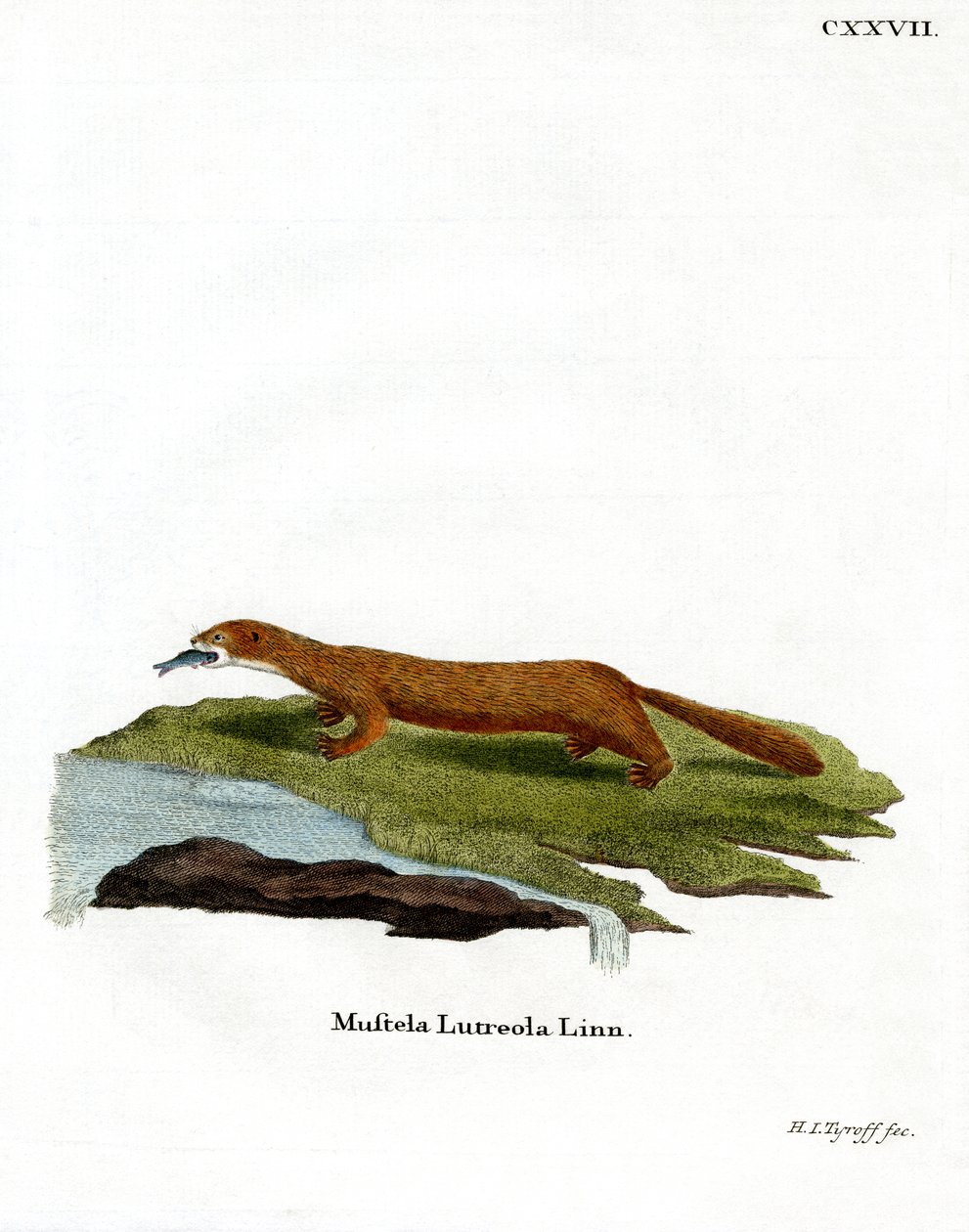 European Mink (färgad gravyr) av German School