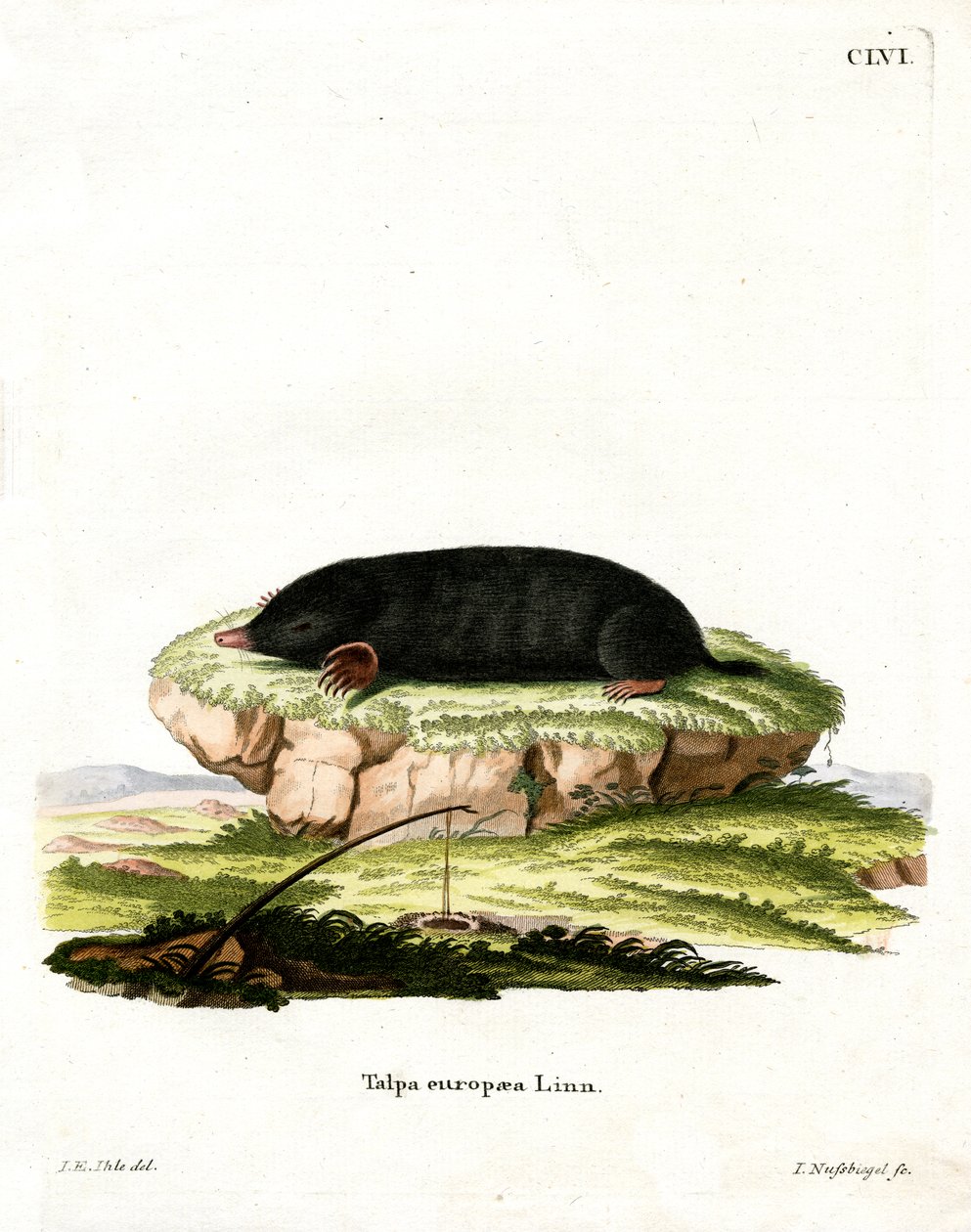 European Mole (färgad gravyr) av German School
