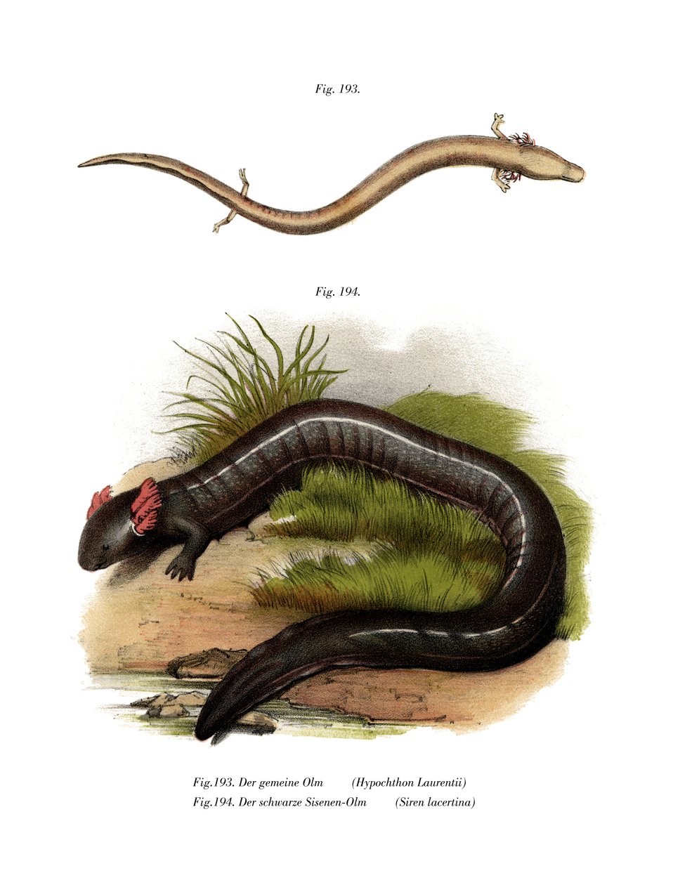 European Olm (färg litho) av German School