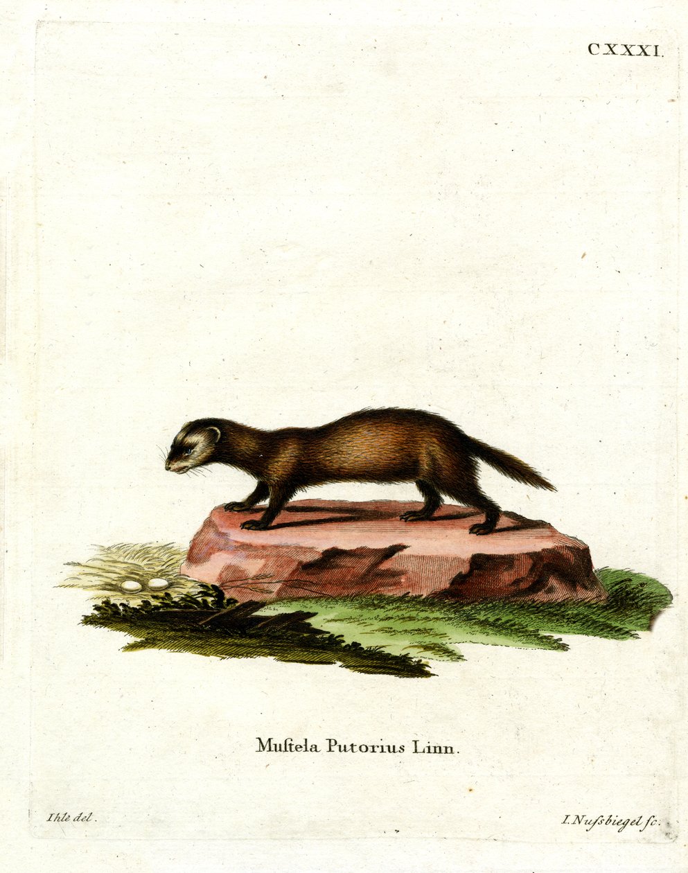 European Polecat (färgad gravyr) av German School