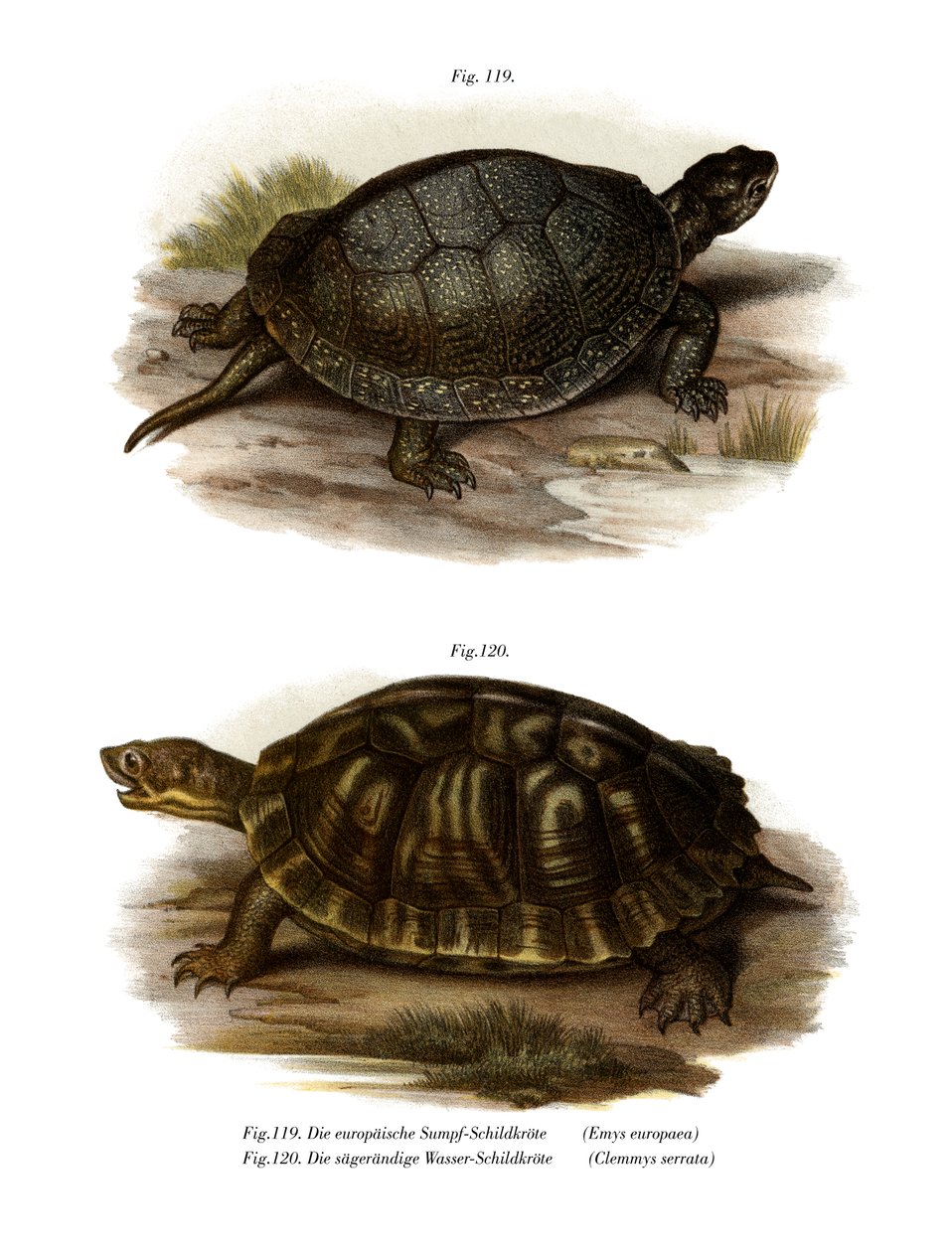 European Pond Turtle (färg litho) av German School