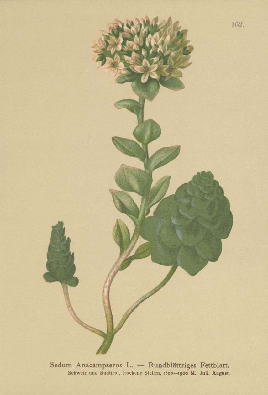 Evergreen Orpine (Sedum Anacampseros, Hylotelephium anacampseros) av German School