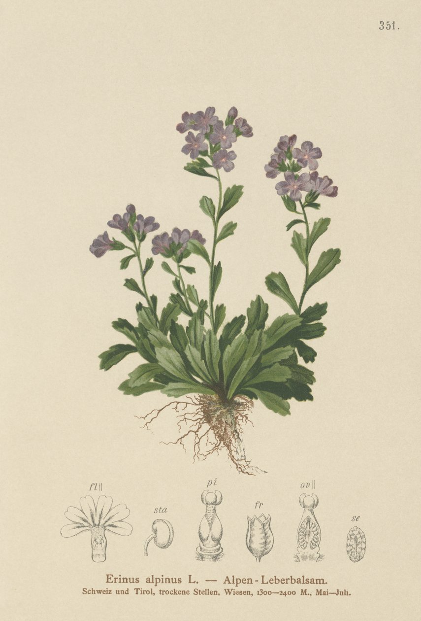 Fairy Foxglove (Erinus alpinus) av German School