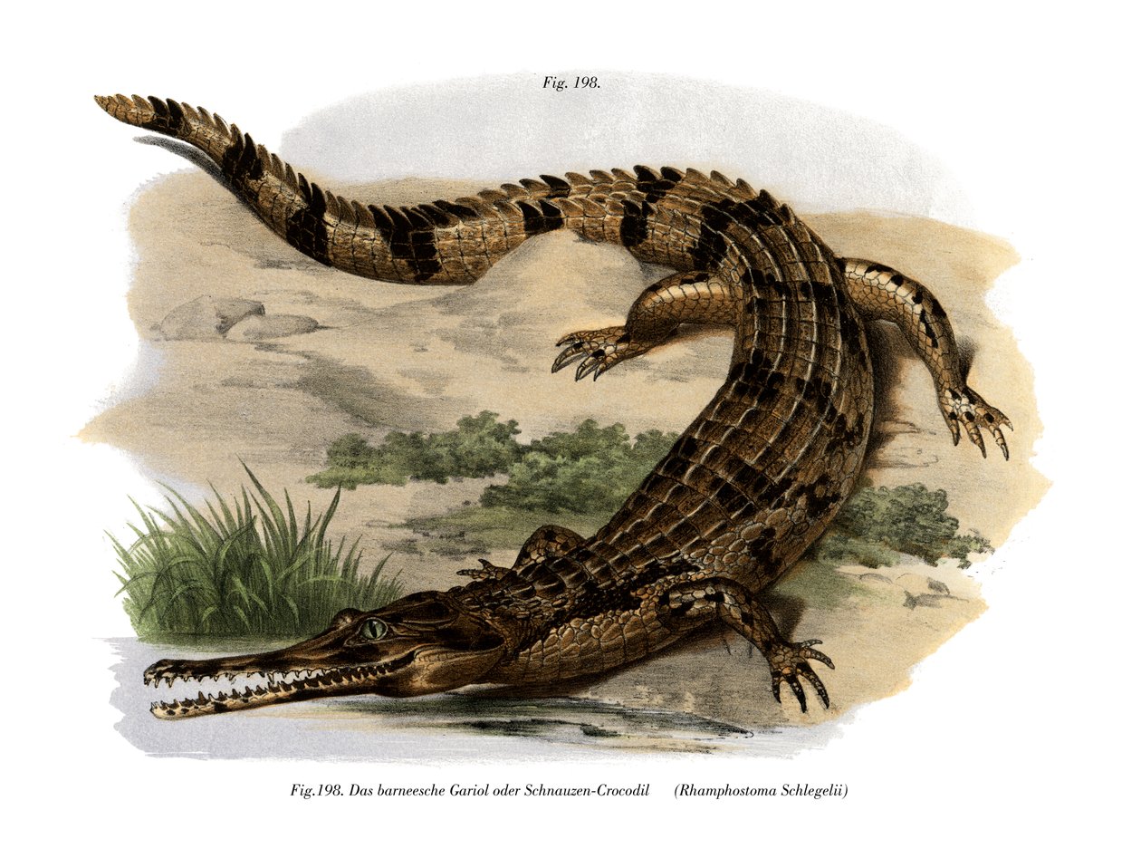 Falsk Gharial (färgmedlemmar) av German School