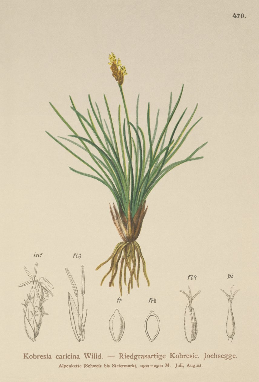 Falsk sev (Kobresia simpliciuscula, Kobresia caricina) av German School