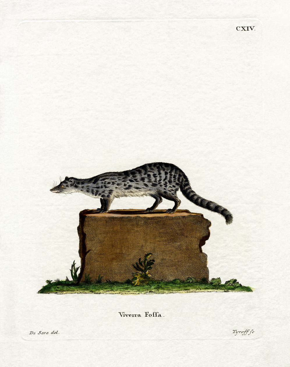 Fanaloka (färgad gravyr) av German School