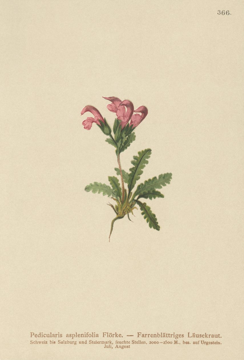 Ormbunkebladig lusseört (Pedicularis asplenifolia) av German School