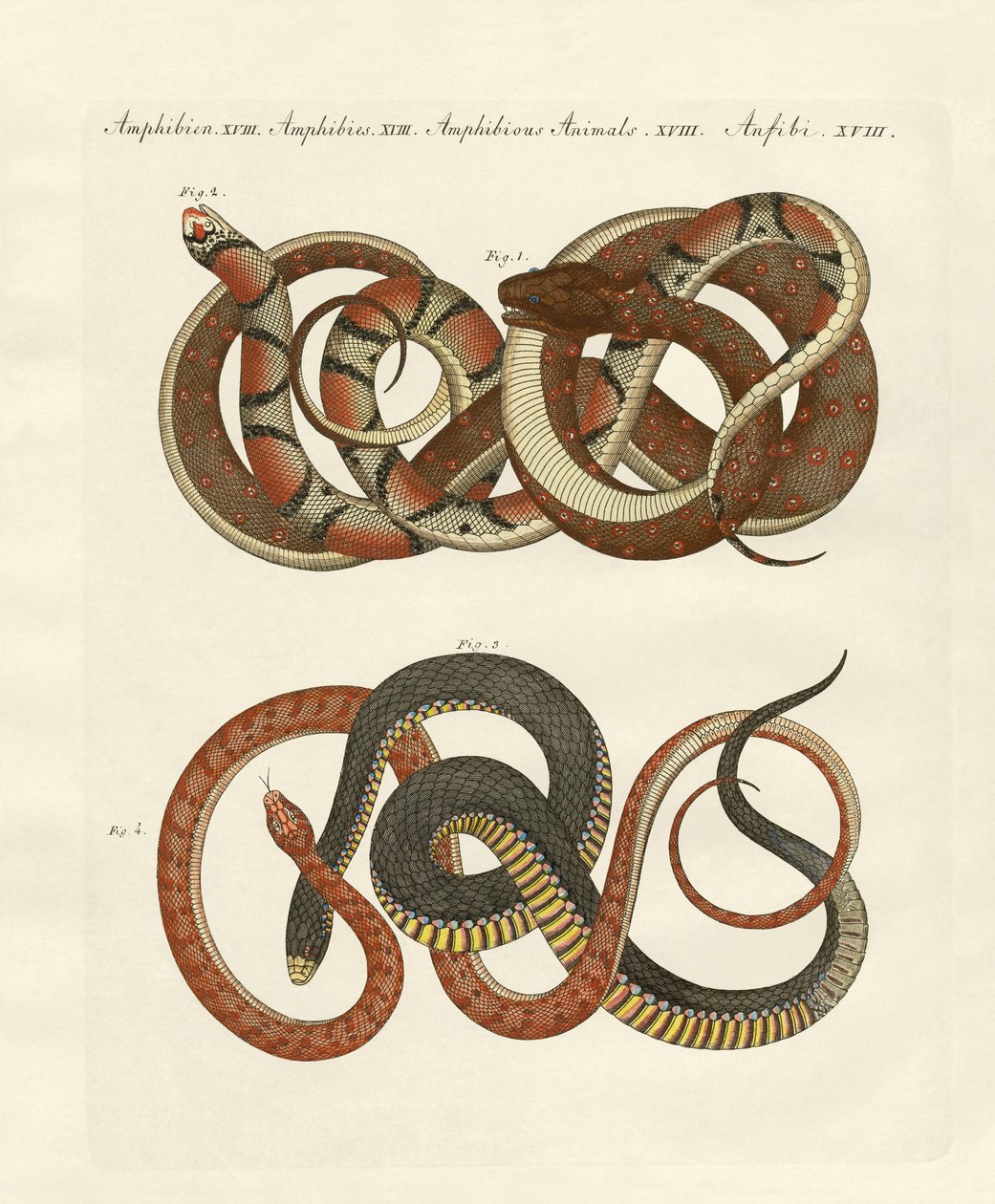 Finfodrade colubrids (färgad gravyr) av German School