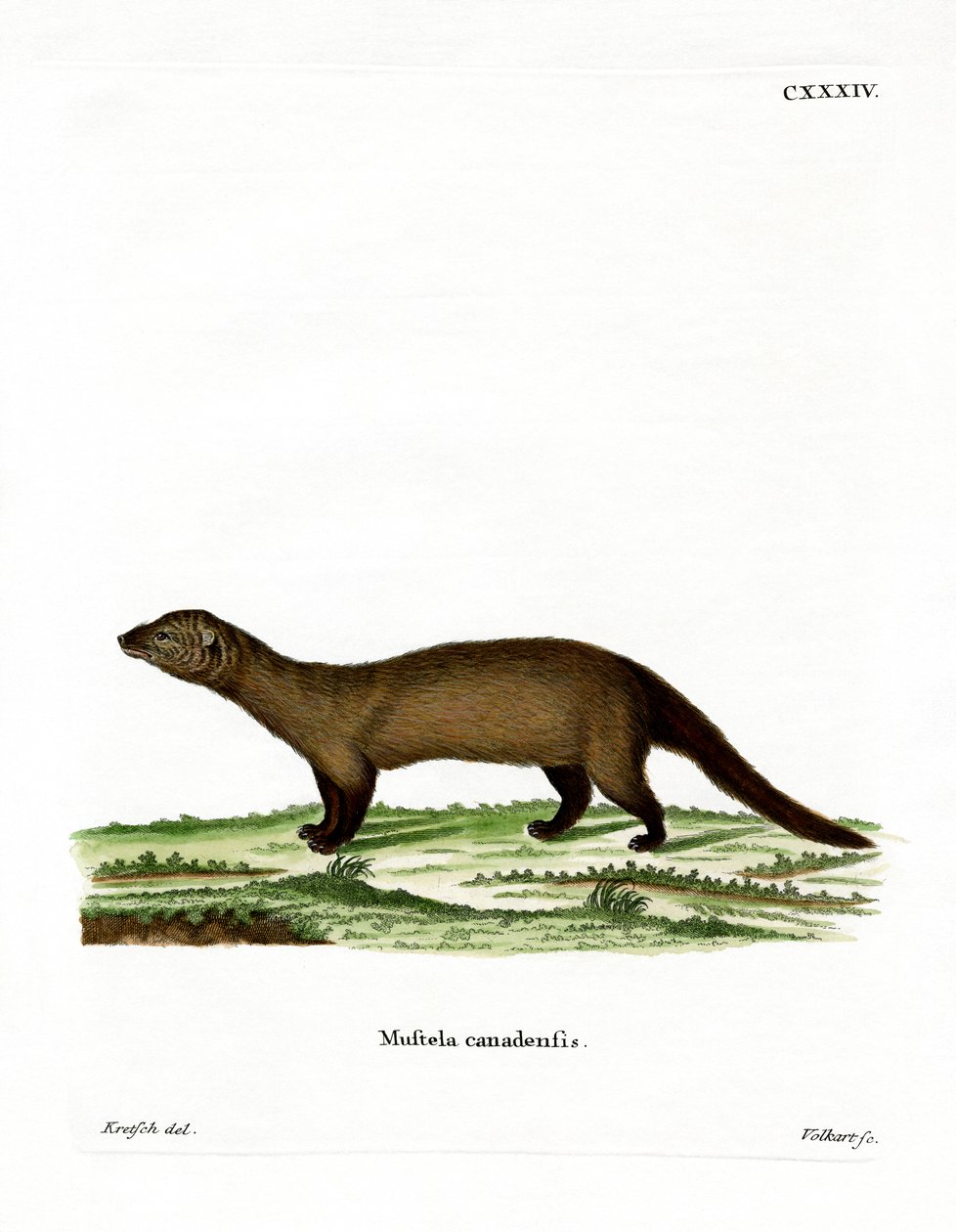 Fisher (färgad gravyr) av German School