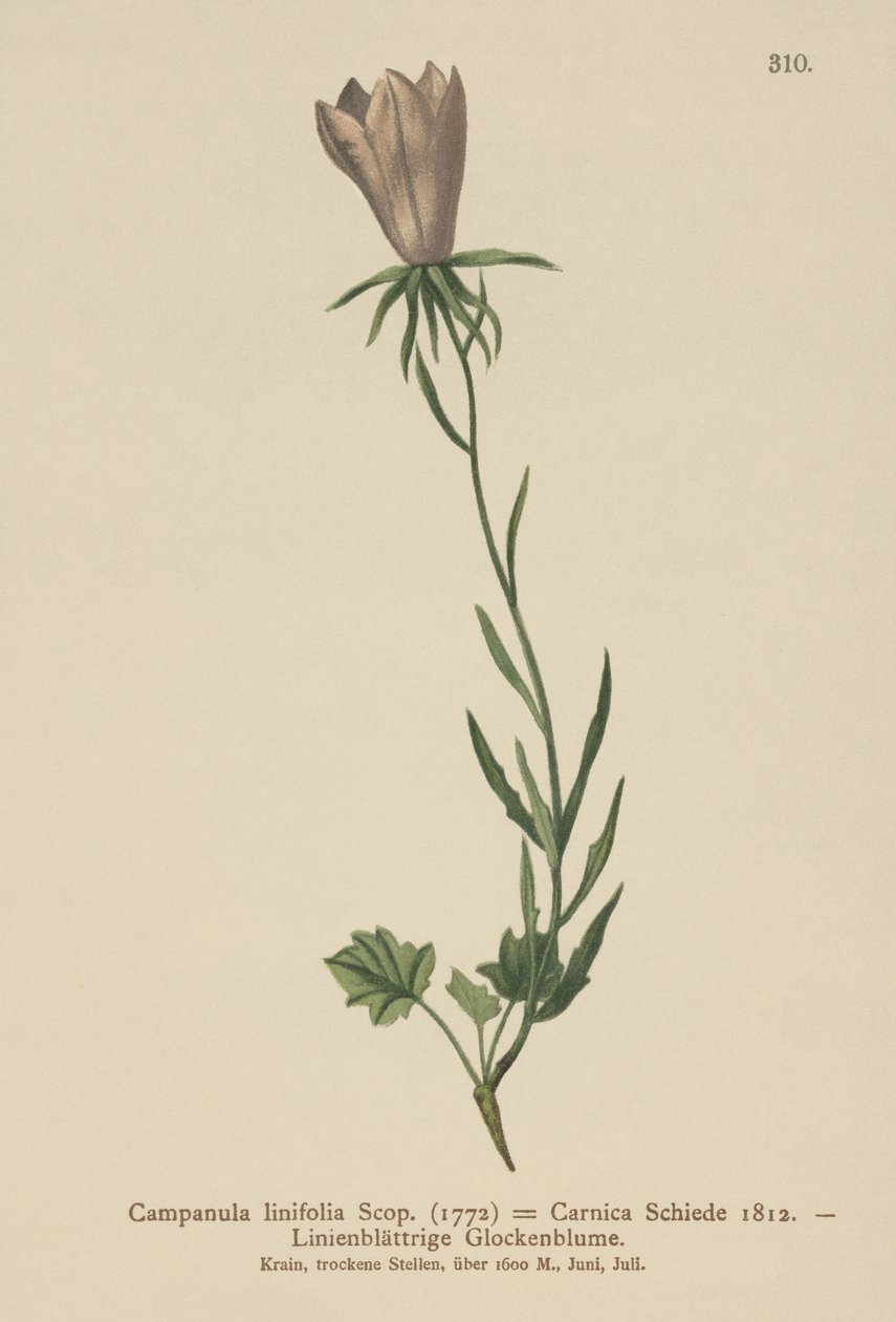 Linbladsklocka (Campanula linifolia, Campanula Carnica) av German School