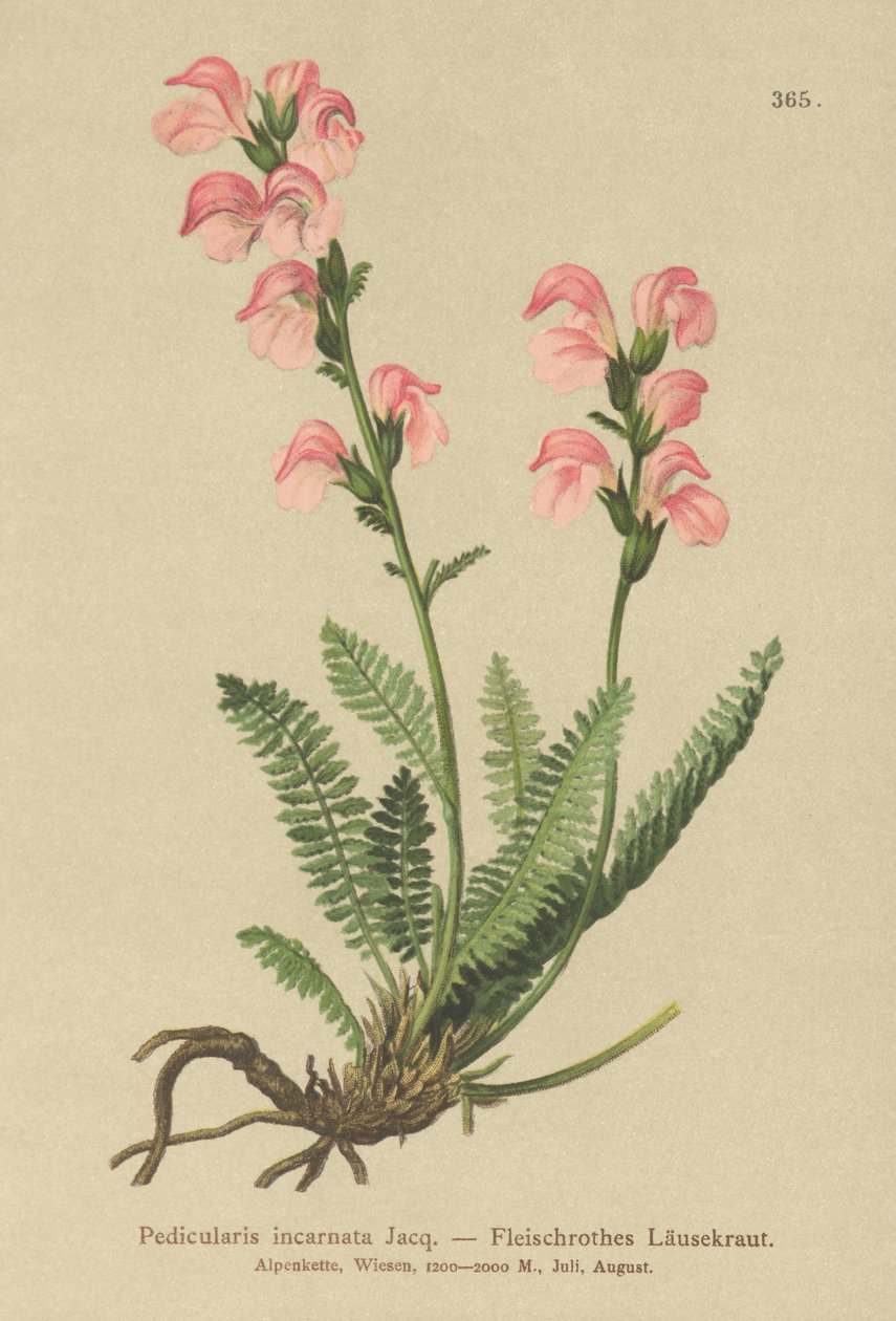 Köttrosa lusseört (Pedicularis incarnata) av German School