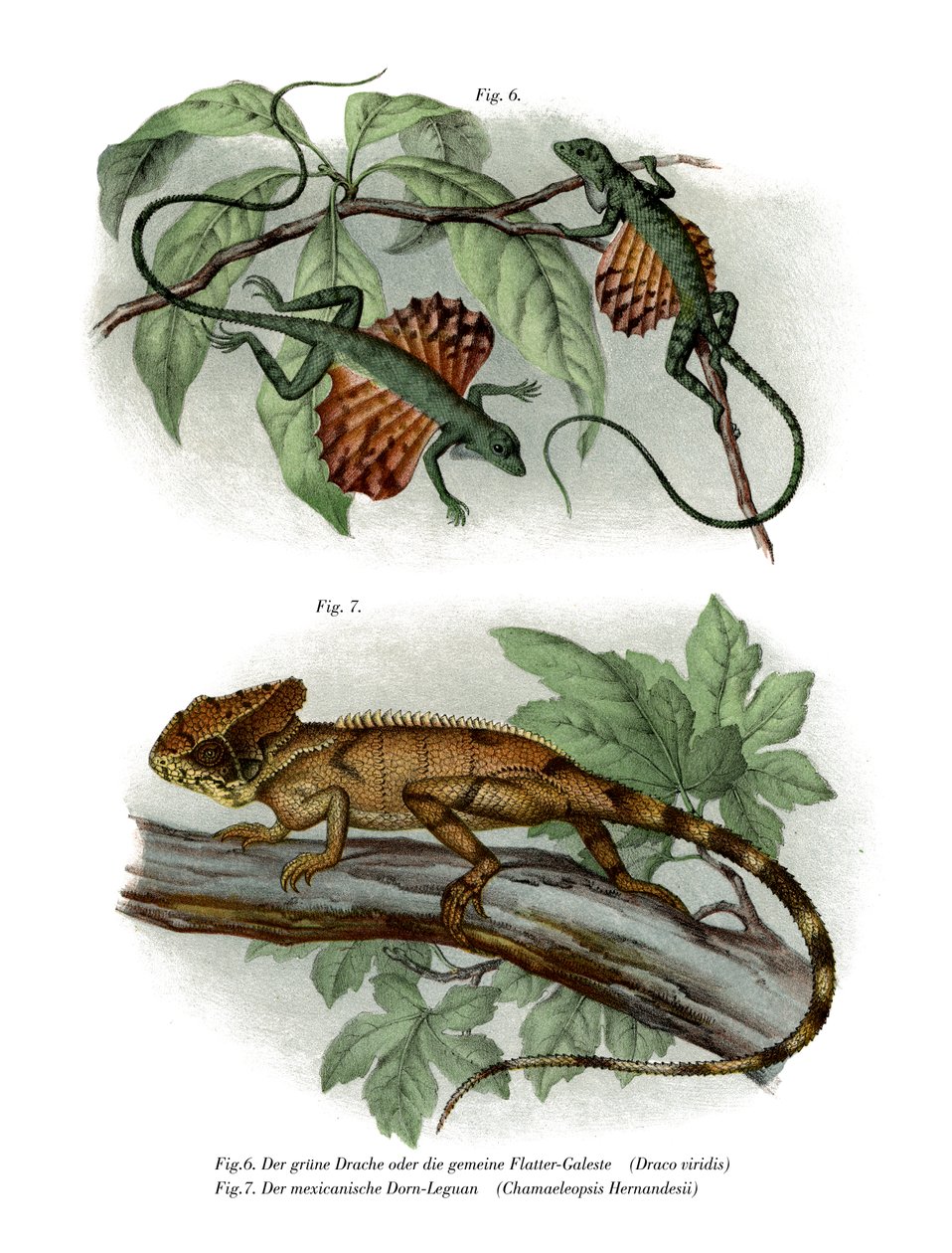 Flying Lizard (färg litho) av German School