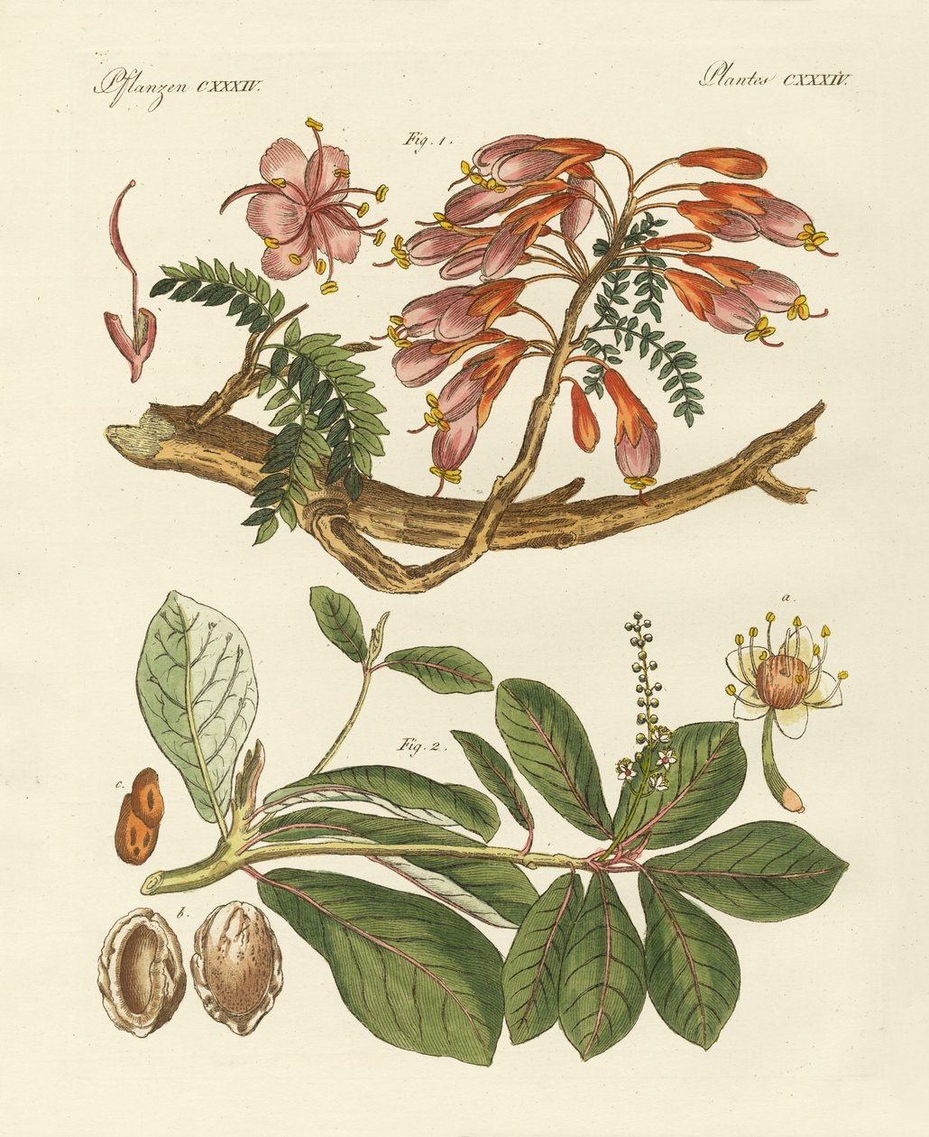 Utländska växter (färgad gravyr) av German School