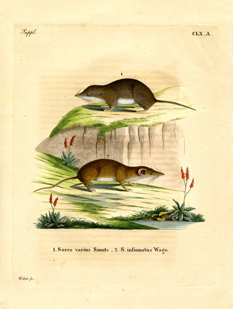 Forest Shrew (färgad gravyr) av German School