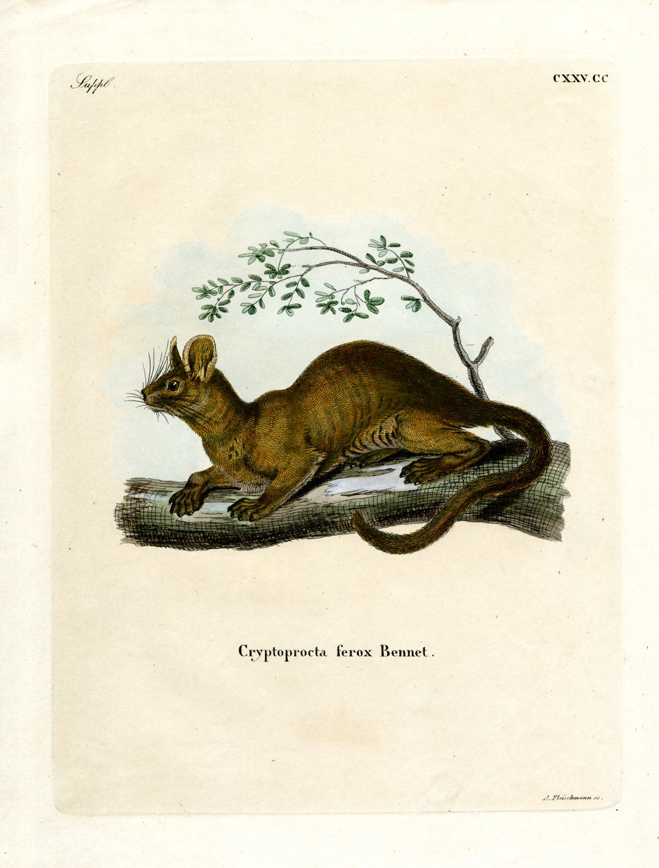 Fossa (färgad gravyr) av German School