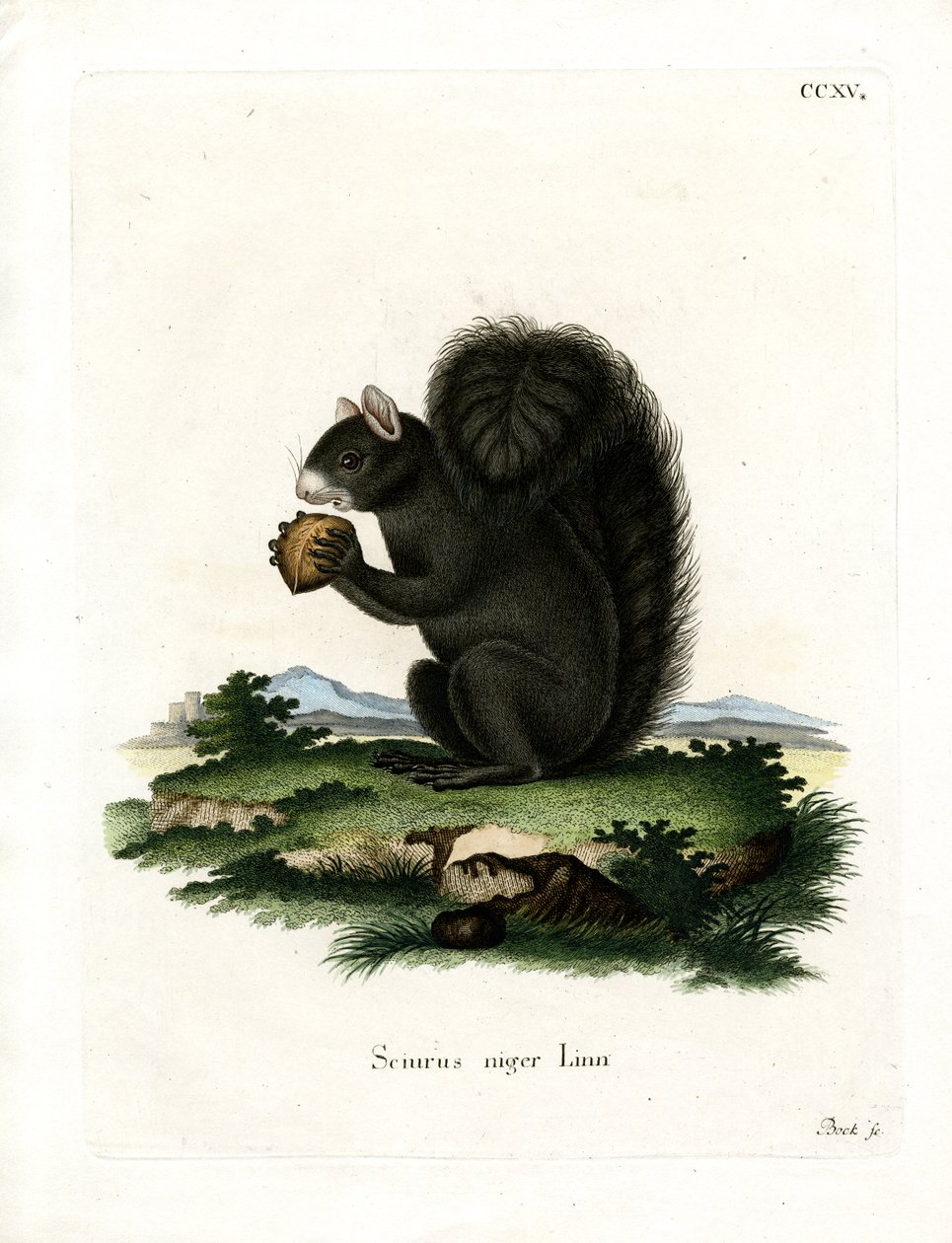 Fox Squirrel (färgad gravyr) av German School