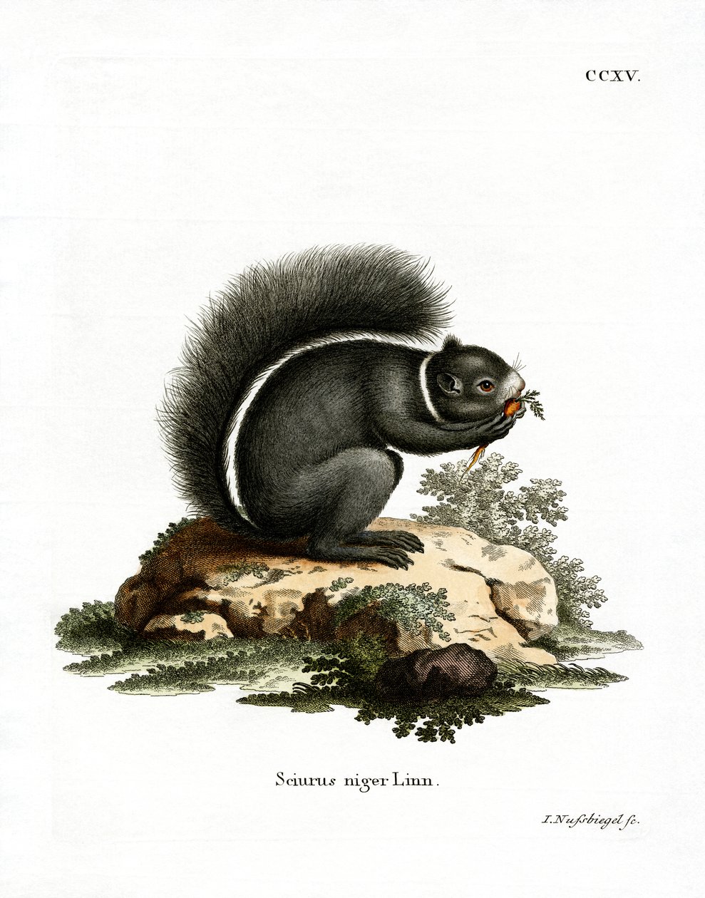 Fox Squirrel (färgad gravyr) av German School