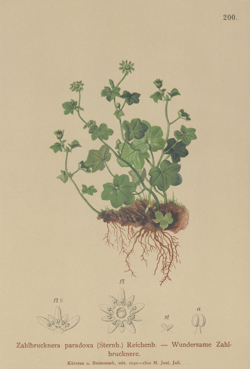 Fragil saxifrage (Zahlbrucknera paradoxa, Saxifraga paradoxa) av German School