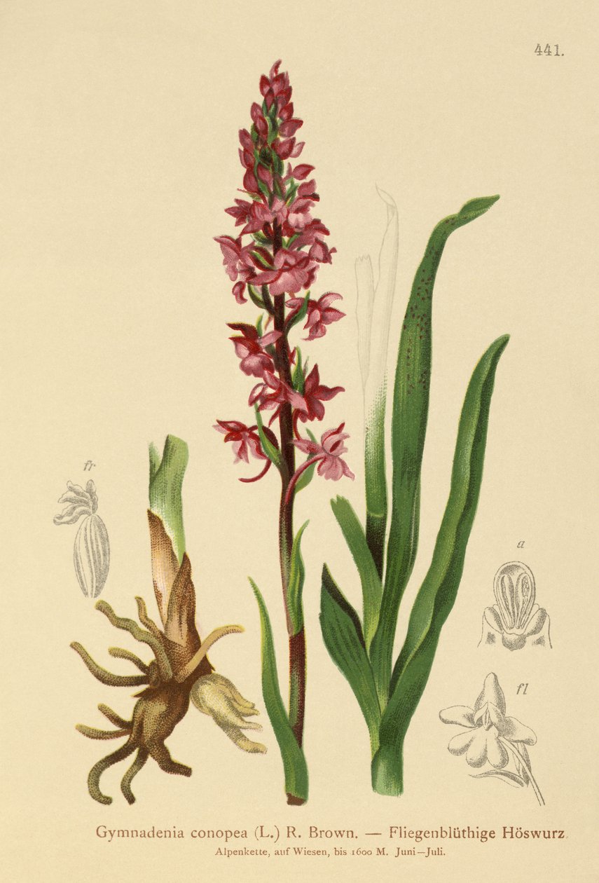 Doftande orkidé (Gymnadenia conopea) av German School