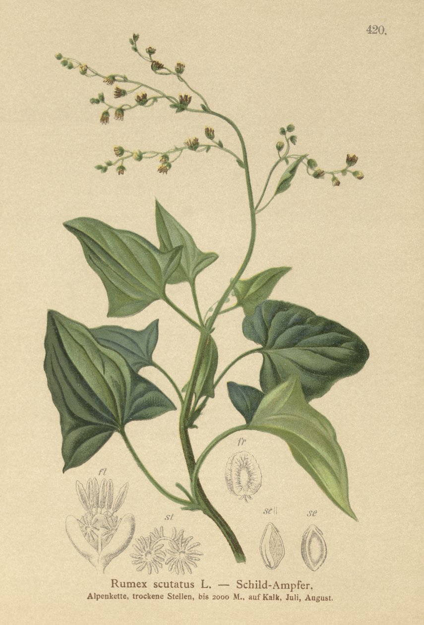 Fransk syra (Rumex scutatus) av German School
