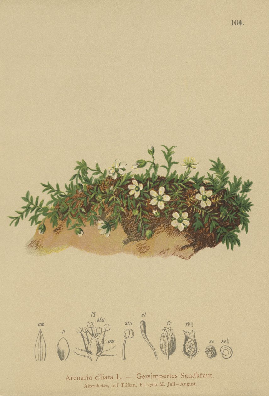 Fransad sandört (Arenaria ciliata) av German School