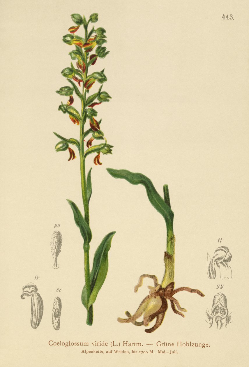 Grodorkidé (Coeloglossum viride) av German School