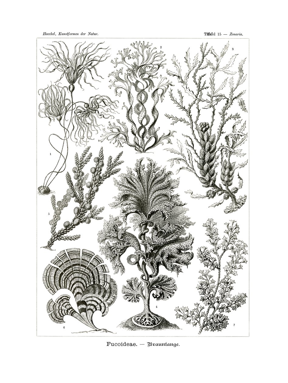 Fucoideae, 1899-1904 av German School