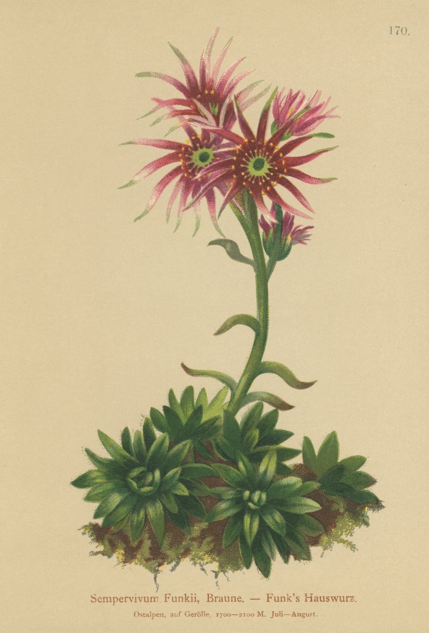 Funks Hen and Chicks (Sempervivum Funkii) av German School