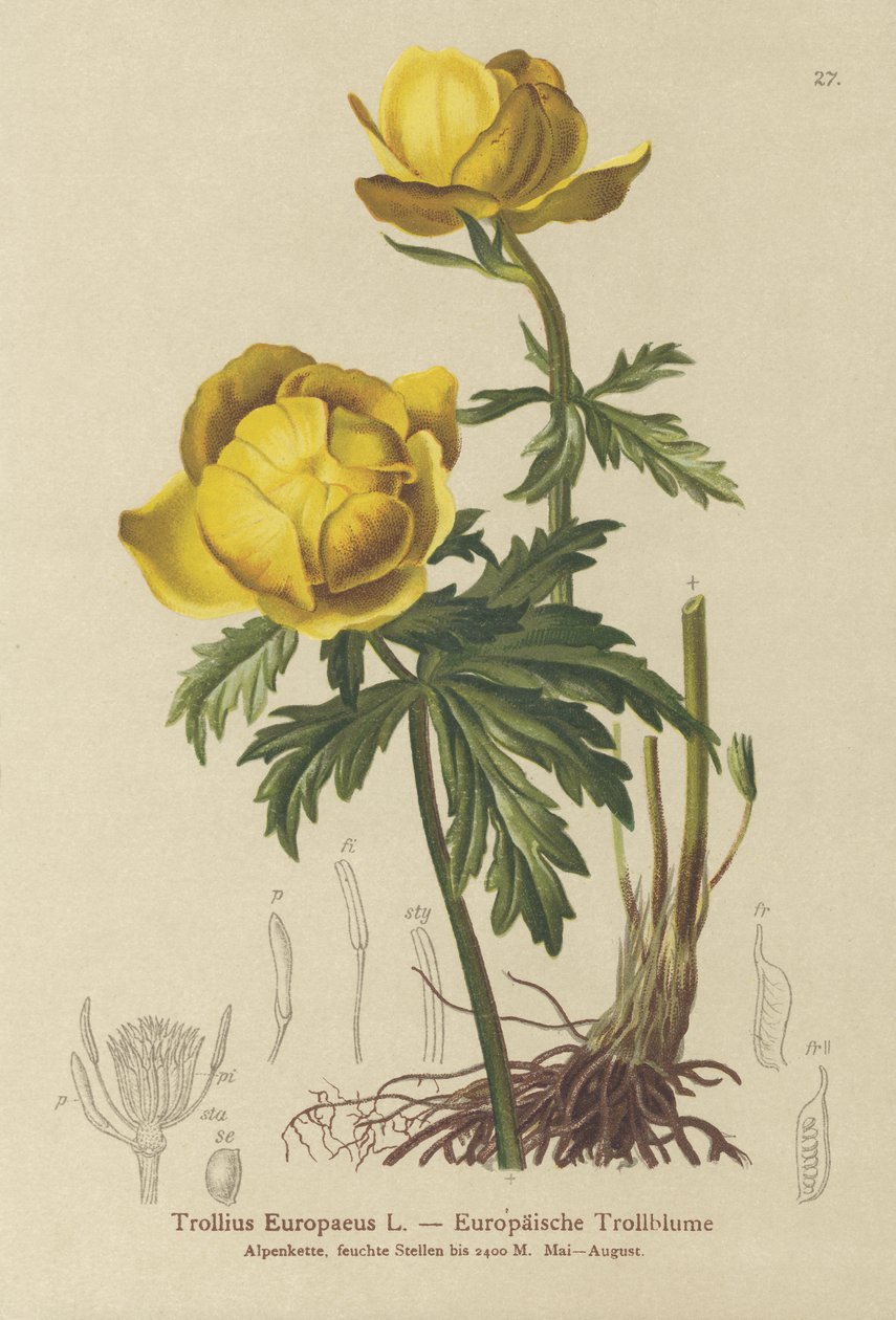 Globblomma (Trollius Europaeus) av German School